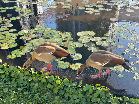 Pair of Egyptian geese (lat.- Alopochen aegyptiaca)