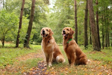 Obraz premium Two golden retrievers are together in the forest.