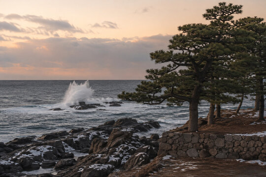 Winter Sea Spray Beyond a Japanese Black Pine Windbreak