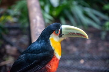Toco toucan portrait showing massive curved beak and colorful plumage © TC2412