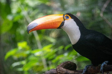 Toco toucan perched on branch showing iconic orange beak and white throat © TC2412