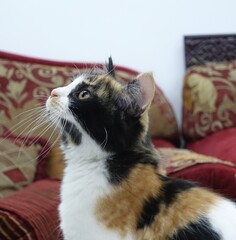 cat on sofa © Noor