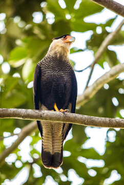 Crested Caracara Perched on Tree Branch in Nature