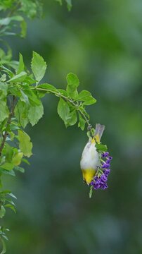 An Indian White-eye bird dancing and collecting nectar from purple colour flowers