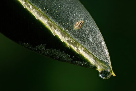 Glossy foliage with water droplet macro close up