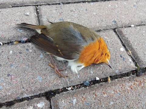Dead European Robin Bird on Paved Sidewalk for Environmental Editorial.

