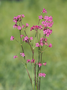 Sticky catchfly or clammy campion plant with pink flowers, Silene viscaria