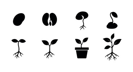 Obraz premium Seedling Stage Symbols — solid glyph icon set of 8 filled black plant stages including seed, split seed, first root, emerging shoot, young sprout, two-leaf seedling, potted plant, and vigorous plant,