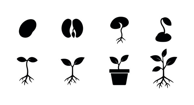 Seedling Stage Symbols &mdash; solid glyph icon set of 8 filled black plant stages including seed, split seed, first root, emerging shoot, young sprout, two-leaf seedling, potted plant, and vigorous plant,