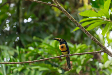 A colorful collared aracari toucan perches on a tree branch surrounded by lush green foliage in Costa Rica. © jiriviehmann