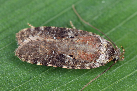 Agonopterix purpurea, caterpillars of this moth species feed on cultivated carrot (Daucus carota). Vegetable Pests.