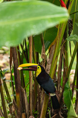A yellow-throated toucan perches in the Costa Rican jungle holding a piece of banana in its large beak. © jiriviehmann