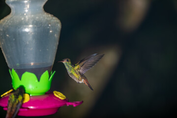 A bright rufous-tailed hummingbird hovers in mid-air approaching a colorful nectar feeder in Costa Rica. © jiriviehmann