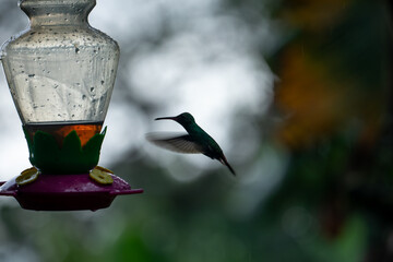 A Rufous-tailed hummingbird hovers in motion next to a nectar feeder in the lush rainforest of Costa Rica. © jiriviehmann