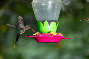 A green hermit hummingbird hovers in mid-air to drink nectar from a colorful feeder in Costa Rica. © jiriviehmann