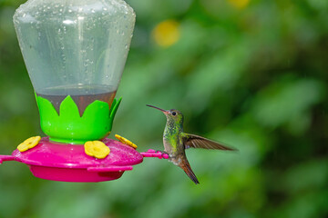 A rufous-tailed hummingbird perches on a bright nectar feeder in Costa Rica surrounded by lush green foliage. © jiriviehmann
