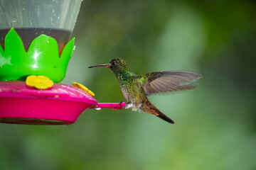 Obraz premium A rufous-tailed hummingbird rests on a colorful feeder in the lush rainforest of Costa Rica.