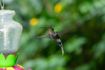 Obraz premium A long-billed hermit hummingbird hovers in mid-air near a feeder against a lush green forest backdrop in Costa Rica.