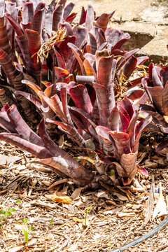 Flora en un parque p&uacute;blico de Gran Canaria.