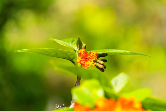 Flora en un parque p&uacute;blico de Gran Canaria.
