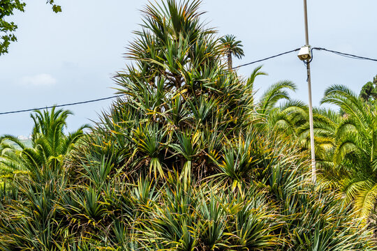 Flora en un parque p&uacute;blico de Gran Canaria.