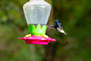 A male white-necked jacobin hummingbird hovers in flight near a colorful nectar feeder in a lush Costa Rican forest. © jiriviehmann