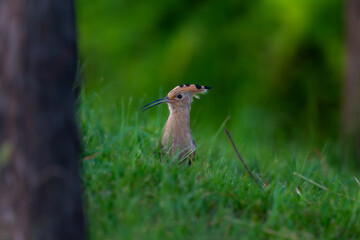 Eurasian Hoopoe © 颂 郭