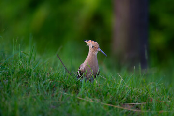 Eurasian Hoopoe © 颂 郭
