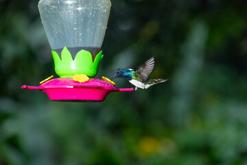 A male white-necked jacobin hummingbird hovers and drinks nectar from a feeder in Costa Rica. © jiriviehmann