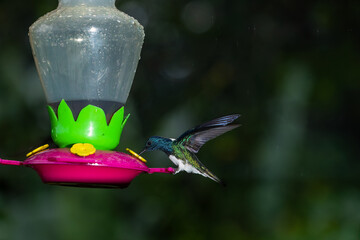 A male white-necked jacobin hummingbird hovers and drinks nectar from a feeder in Costa Rica. © jiriviehmann