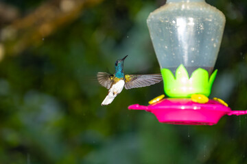 Fototapeta premium A white-necked jacobin hummingbird hovers mid-air near a bright feeder in the lush rainforest of Costa Rica.