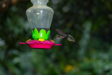 A green hermit hummingbird hovers near a plastic nectar feeder in a rainy rainforest in Costa Rica. © jiriviehmann