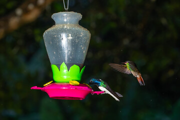 Fototapeta premium A white-necked jacobin perches on a plastic feeder while a rufous-tailed hummingbird flies nearby in Costa Rica.