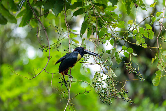 A collared aracari reaches for small berries amidst lush rainforest foliage in Costa Rica.