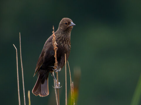 Tordo Sargento
Agelaius phoeniceus
Red-winged Blackbird