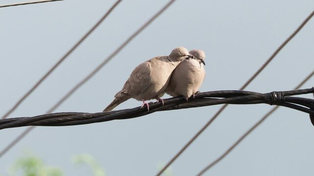 Two Eurasian collared doves (Streptopelia decaocto) interacting closely, with one bird gently preening the other.