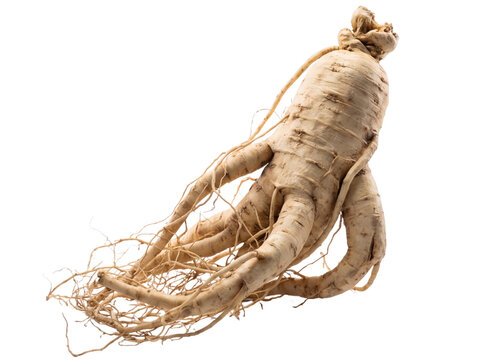 ginseng