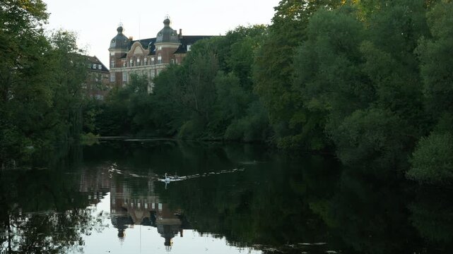An adult white swan and young gray cygnet swim in Copenhagen city park pond. Historic Danish brick architecture and green trees reflect on the calm water surface. Gentle ripples trail the birds.