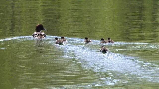 Female common goldeneye swimming with her ducklings across calm pond water.