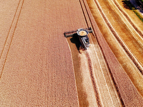 Norfolk, United Kingdom - 15 July 2026: Aerial view of a combine harvester working in a vast golden wheat field during the harvest season.