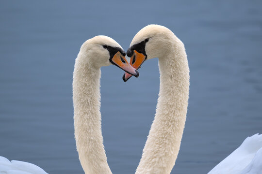 two swans in the lake