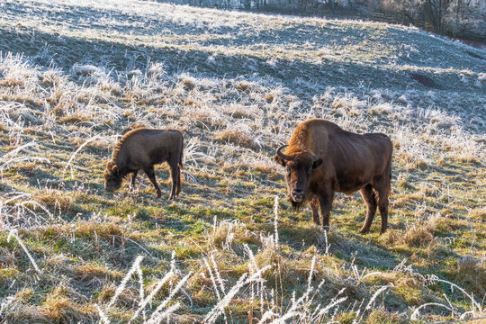 Wisentkuh Bos bonasus mit Kalb im Winter im Wisentgehege bei Ranis Brandenstein in Th&uuml;ringen