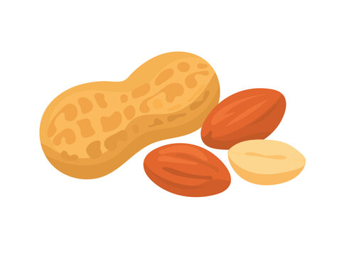 Flat vector illustration of peanuts, featuring a whole peanut pod and peeled peanut kernels in different forms, isolated on a white background.