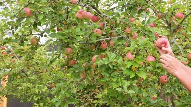 Close-up view of person harvesting ripe apples by hand from fruit tree in autumn orchard. Sweden.