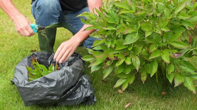 Close-up view of gardener pruning peonies with shears and collecting cut stems in plastic bag during autumn. Sweden.