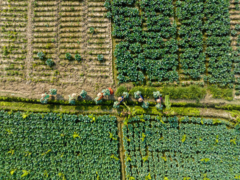 Bogura, Rajshahi Division, Bangladesh - 14 December 2024: Aerial view of farmers wearing conical hats walking along a path between lush green vegetable fields and tilled soil.