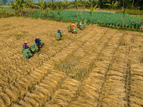 Bogura, Rajshahi Division, Bangladesh - 14 December 2024: Aerial view of farmers harvesting crops in a field with rows of cut stalks and green vegetation under bright daylight.