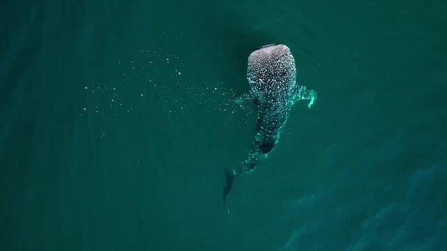 Top Down Aerial View of Whale Shark Swimming Near Surface in Deep Ocean