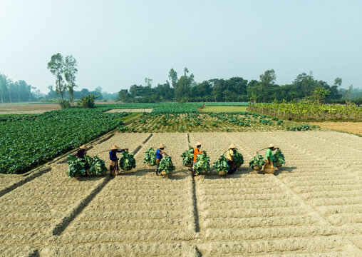 Bogura, Rajshahi Division, Bangladesh - 14 December 2024: Aerial view of farmers carrying baskets of harvested vegetables across a tilled field under a clear sky.