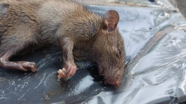 Close up view of a dead brown rat pest exterminated on sticky plastic surface outdoors